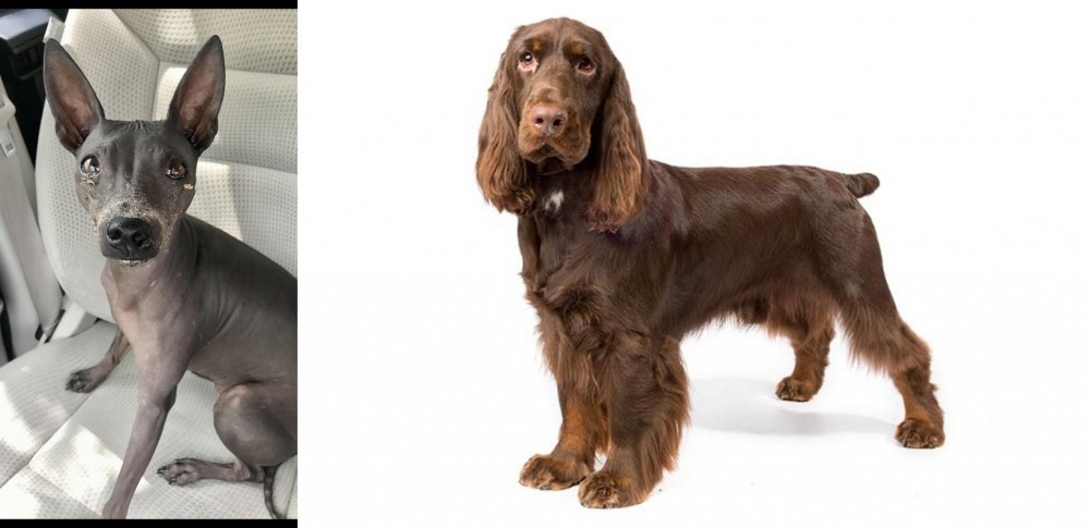 Field Spaniel vs American Hairless Terrier - Breed Comparison