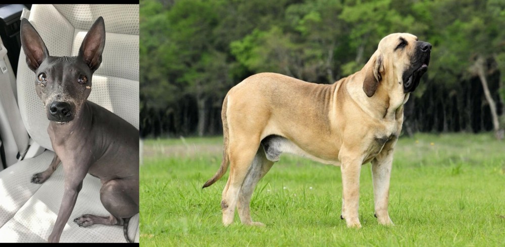 Fila Brasileiro vs American Hairless Terrier - Breed Comparison