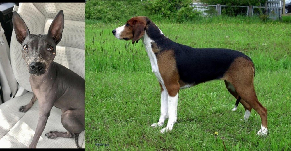 Finnish Hound vs American Hairless Terrier - Breed Comparison