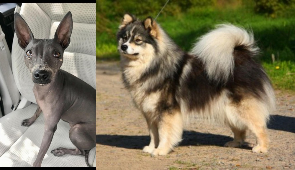 Finnish Lapphund vs American Hairless Terrier - Breed Comparison