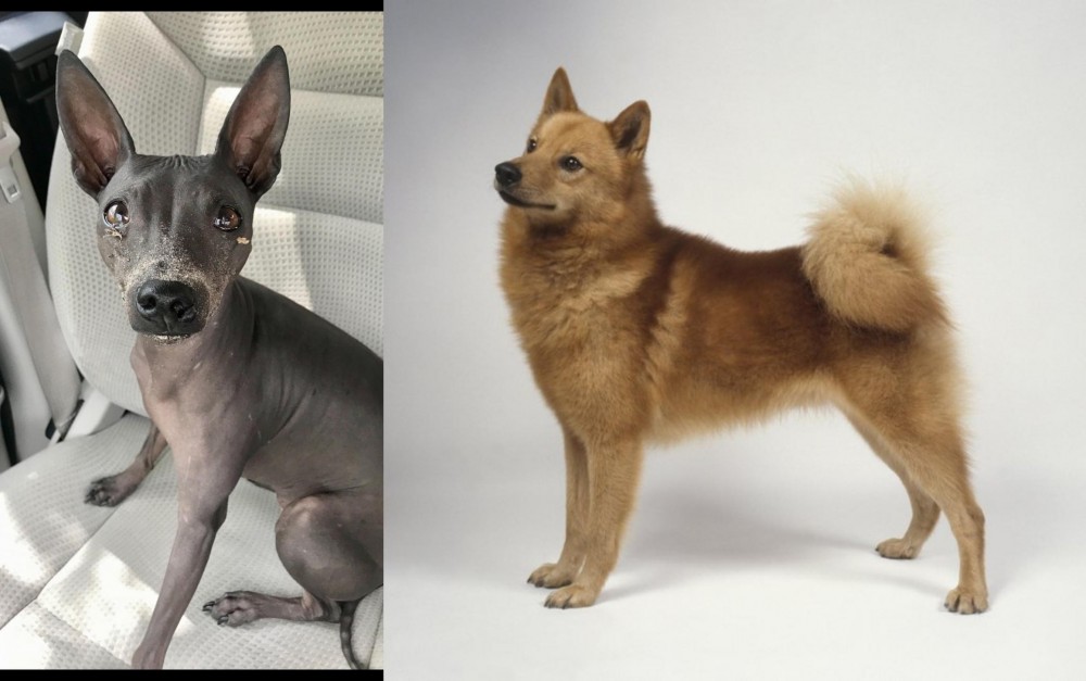 Finnish Spitz vs American Hairless Terrier - Breed Comparison