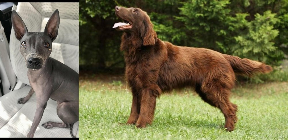 Flat-Coated Retriever vs American Hairless Terrier - Breed Comparison