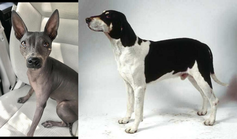 Francais Blanc et Noir vs American Hairless Terrier - Breed Comparison