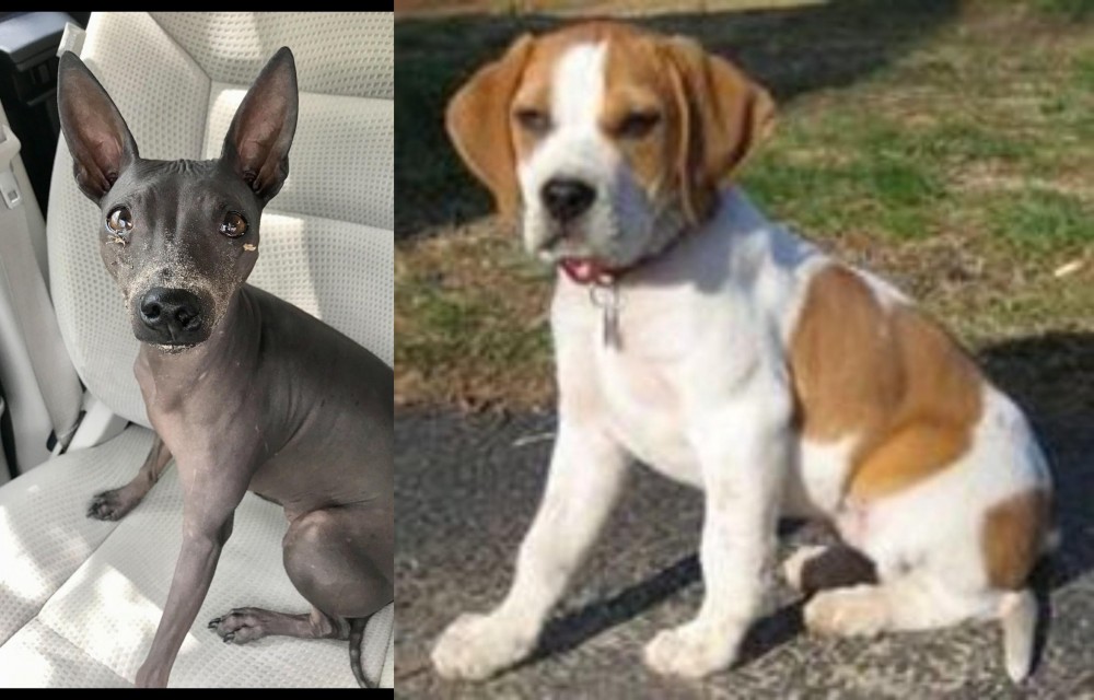 Francais Blanc et Orange vs American Hairless Terrier - Breed Comparison