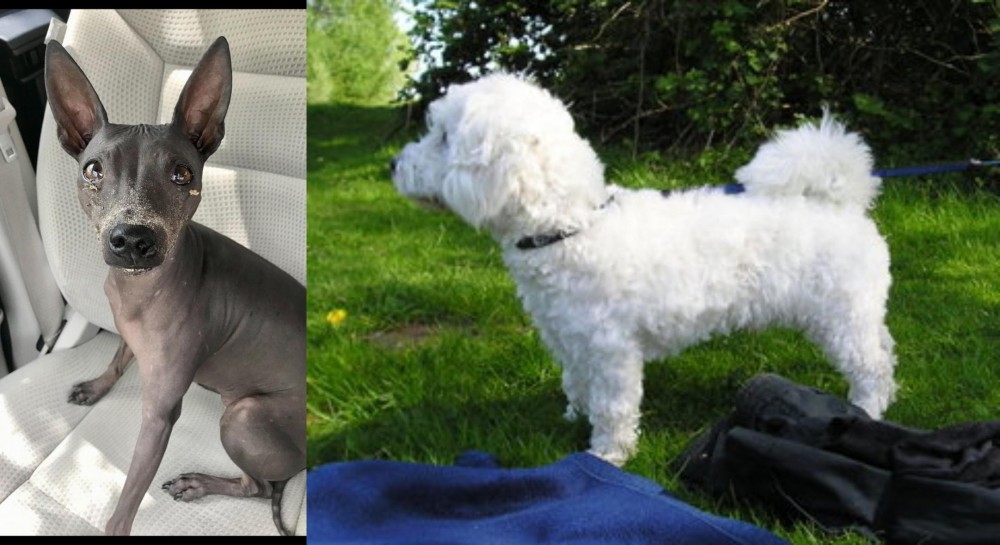 Franzuskaya Bolonka vs American Hairless Terrier - Breed Comparison
