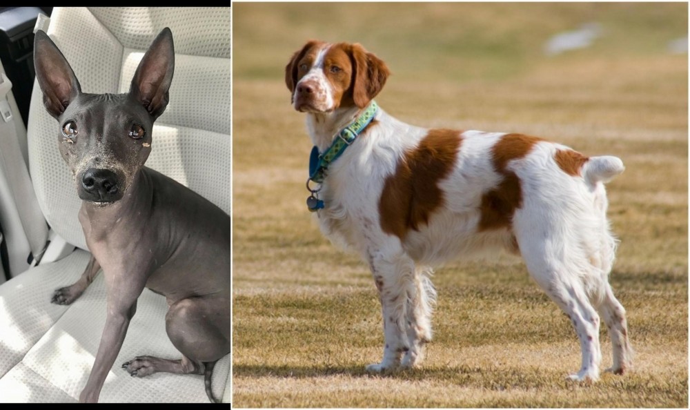 French Brittany vs American Hairless Terrier - Breed Comparison