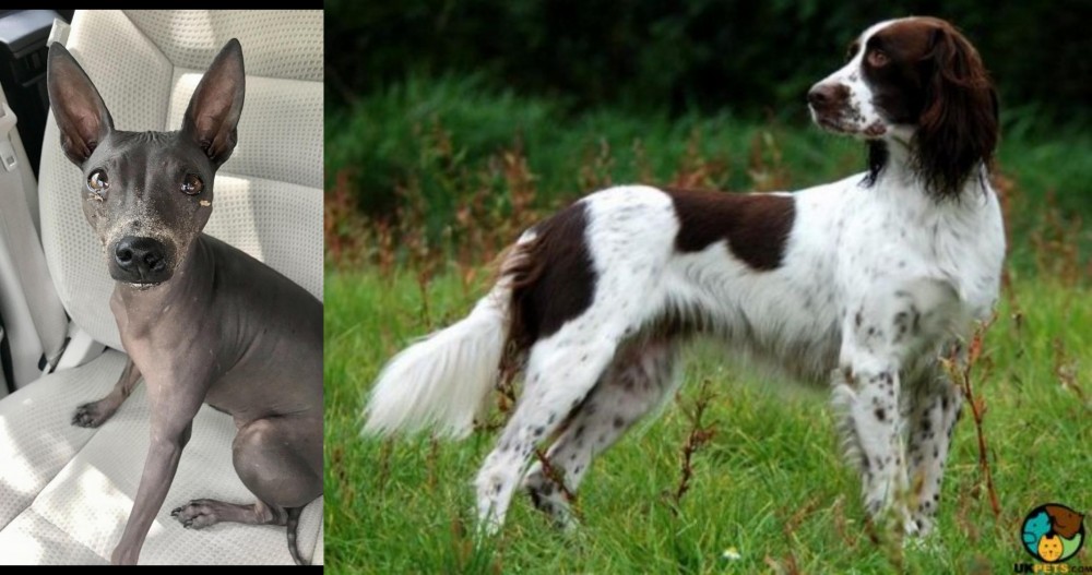 French Spaniel vs American Hairless Terrier - Breed Comparison