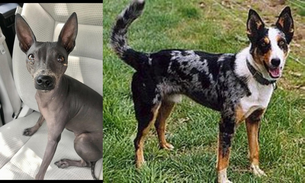 German Coolie vs American Hairless Terrier - Breed Comparison