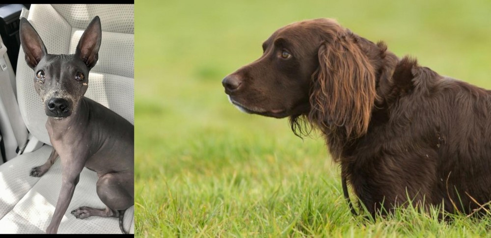 German Longhaired Pointer vs American Hairless Terrier - Breed Comparison