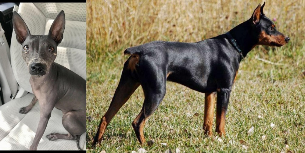 German Pinscher vs American Hairless Terrier - Breed Comparison