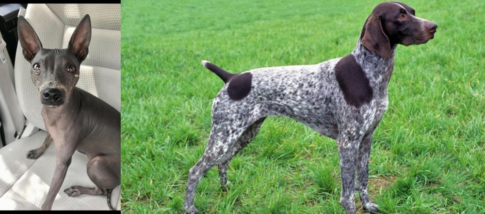 German Shorthaired Pointer vs American Hairless Terrier - Breed Comparison