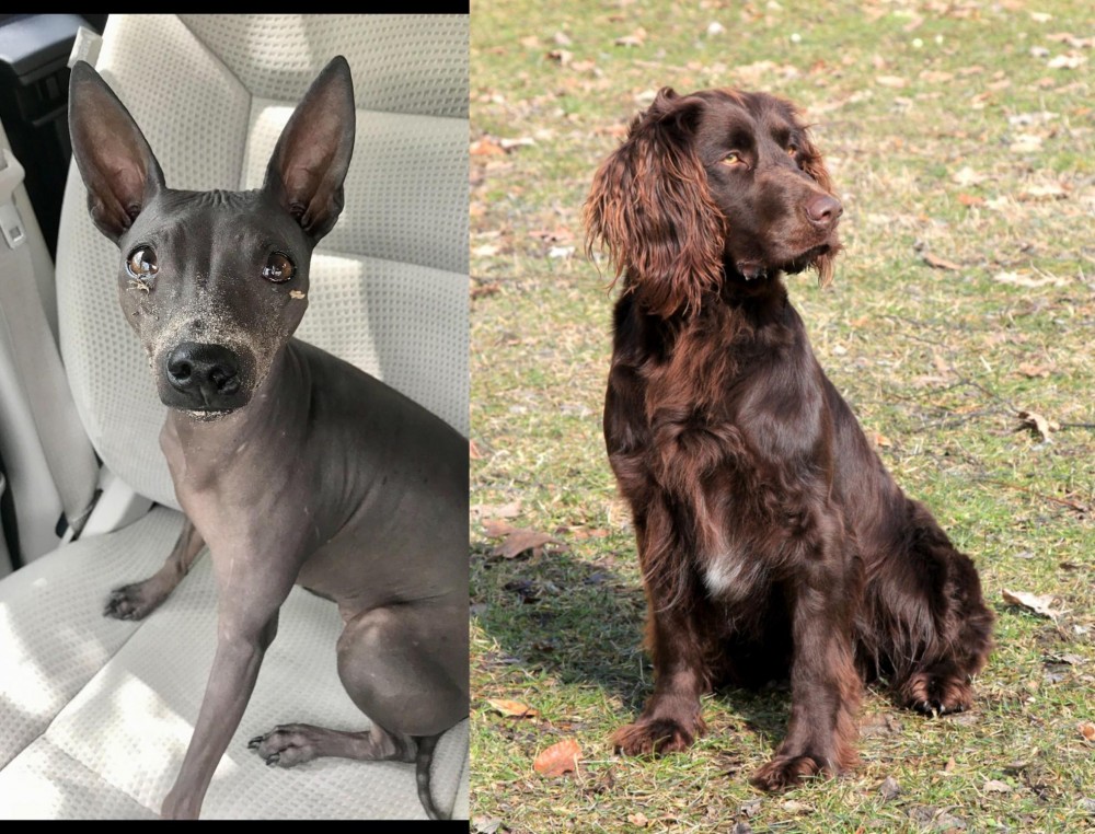 German Spaniel vs American Hairless Terrier - Breed Comparison