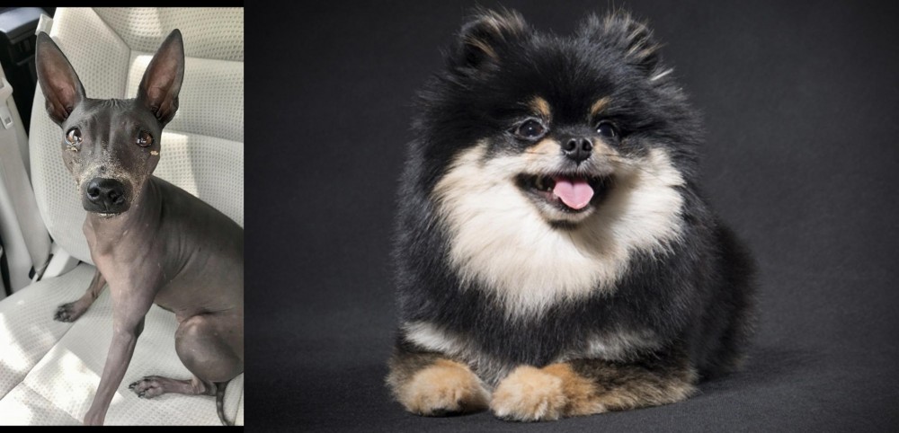 German Spitz (Klein) vs American Hairless Terrier - Breed Comparison