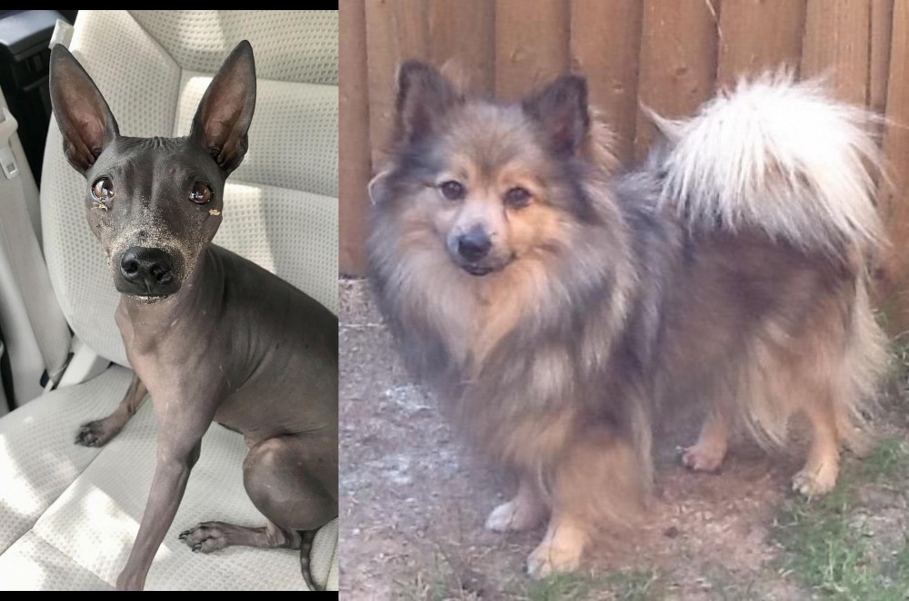 German Spitz (Mittel) vs American Hairless Terrier - Breed Comparison