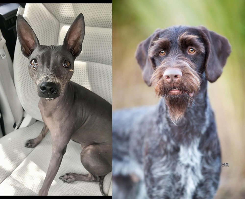 German Wirehaired Pointer vs American Hairless Terrier - Breed Comparison