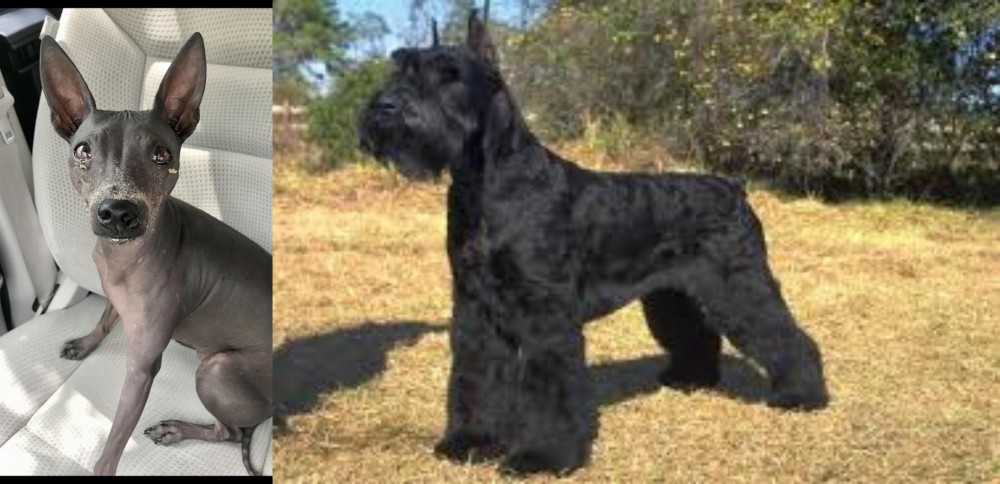 Giant Schnauzer vs American Hairless Terrier - Breed Comparison