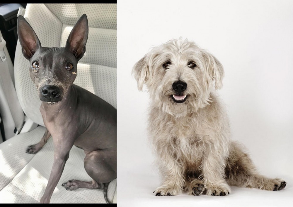 Glen of Imaal Terrier vs American Hairless Terrier - Breed Comparison