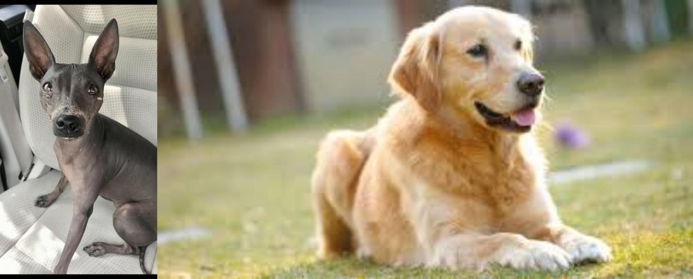 Goldador vs American Hairless Terrier - Breed Comparison