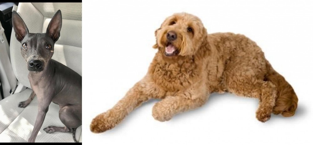Golden Doodle vs American Hairless Terrier - Breed Comparison