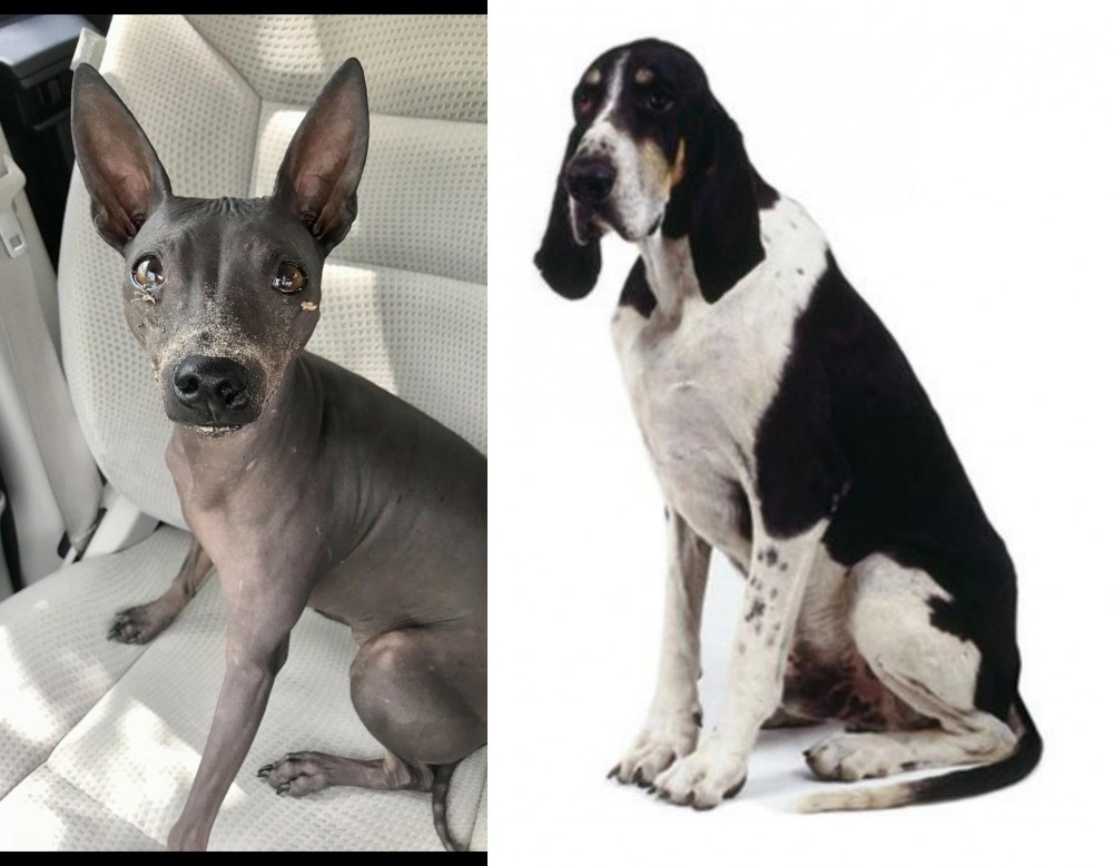 Grand Anglo-Francais Blanc et Noir vs American Hairless Terrier - Breed Comparison