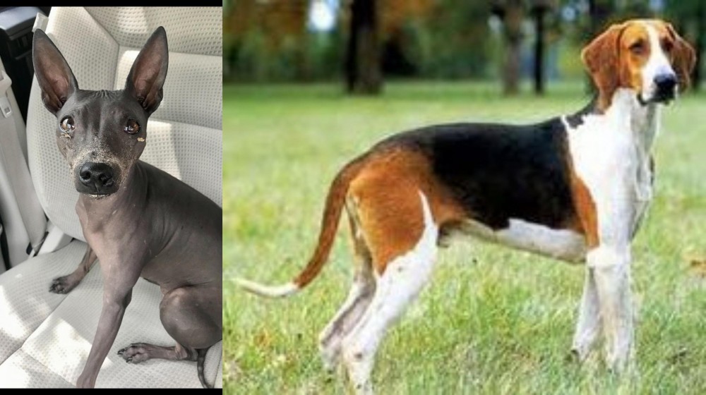 Grand Anglo-Francais Tricolore vs American Hairless Terrier - Breed Comparison