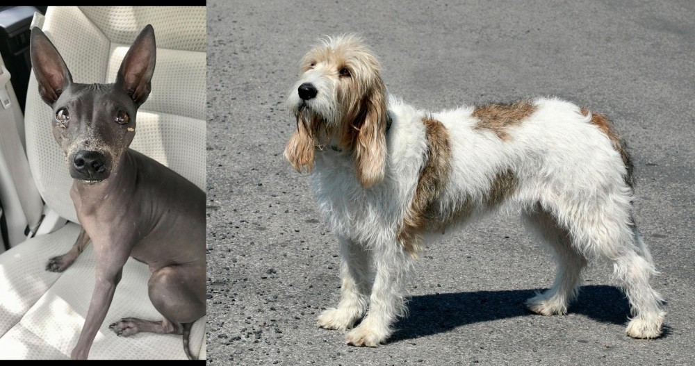 Grand Basset Griffon Vendeen vs American Hairless Terrier - Breed Comparison