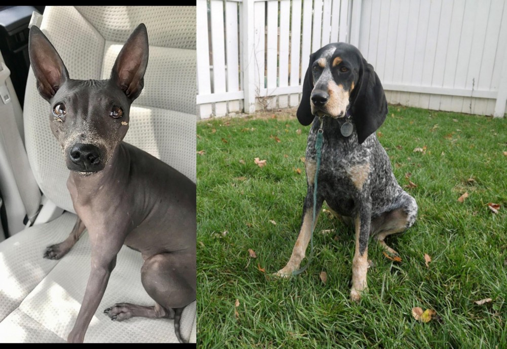 Grand Bleu de Gascogne vs American Hairless Terrier - Breed Comparison