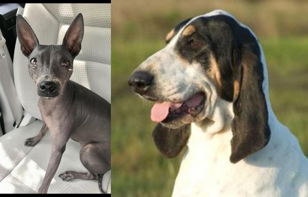 Grand Gascon Saintongeois vs American Hairless Terrier - Breed Comparison