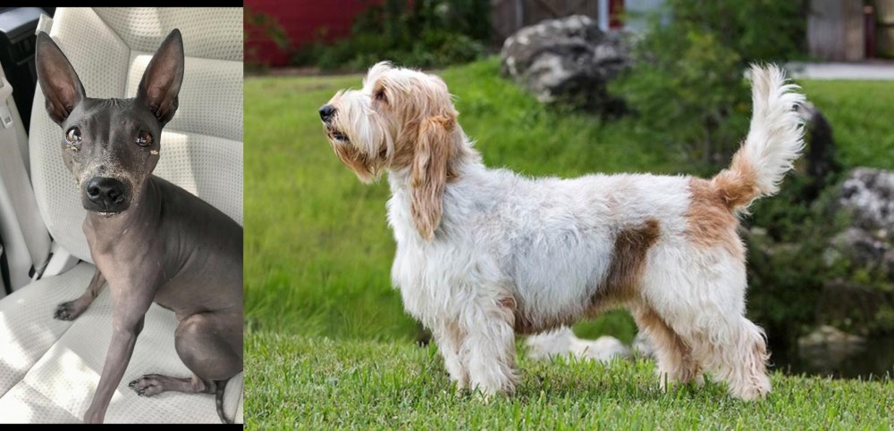 Grand Griffon Vendeen vs American Hairless Terrier - Breed Comparison