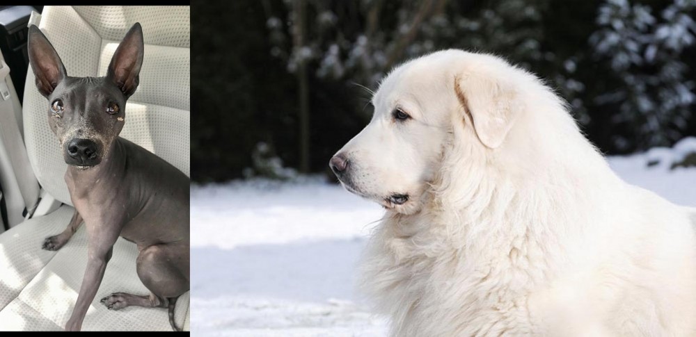 Great Pyrenees vs American Hairless Terrier - Breed Comparison