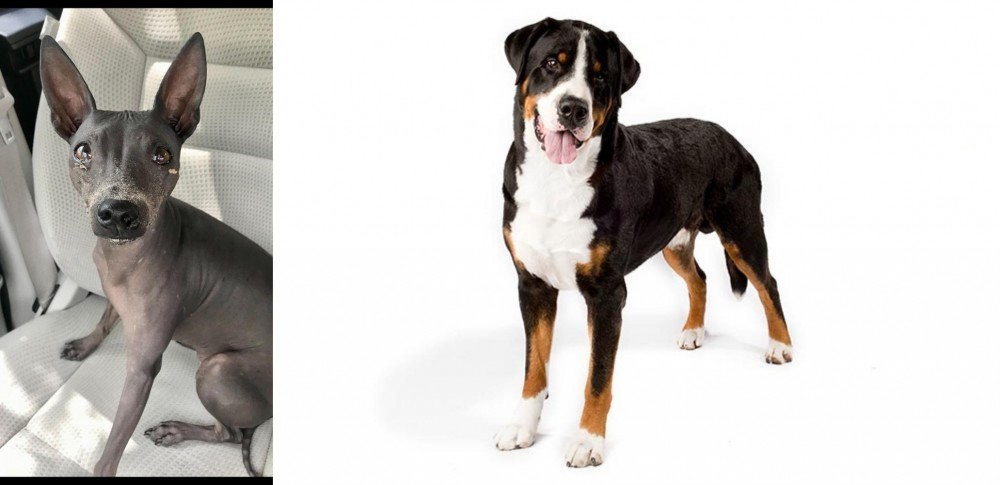 Greater Swiss Mountain Dog vs American Hairless Terrier - Breed Comparison
