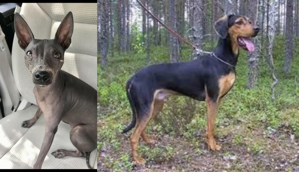 Greek Harehound vs American Hairless Terrier - Breed Comparison