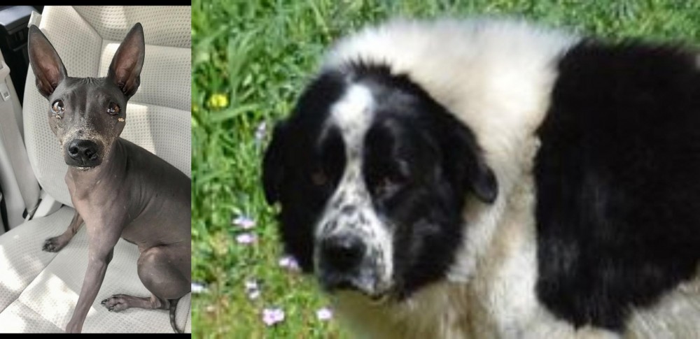 Greek Sheepdog vs American Hairless Terrier - Breed Comparison