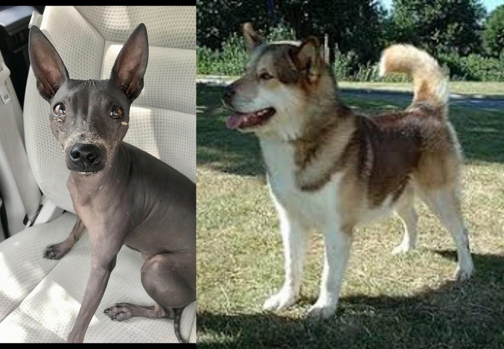 Greenland Dog vs American Hairless Terrier - Breed Comparison