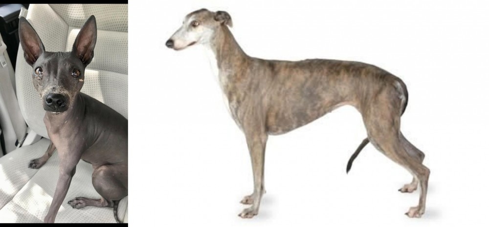 Greyhound vs American Hairless Terrier - Breed Comparison