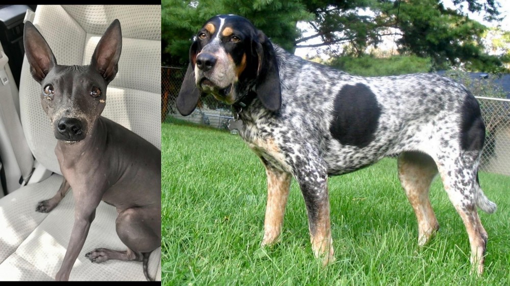 Griffon Bleu de Gascogne vs American Hairless Terrier - Breed Comparison