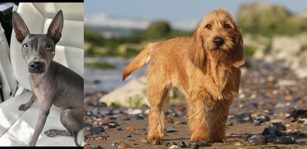 Griffon Fauve de Bretagne vs American Hairless Terrier - Breed Comparison