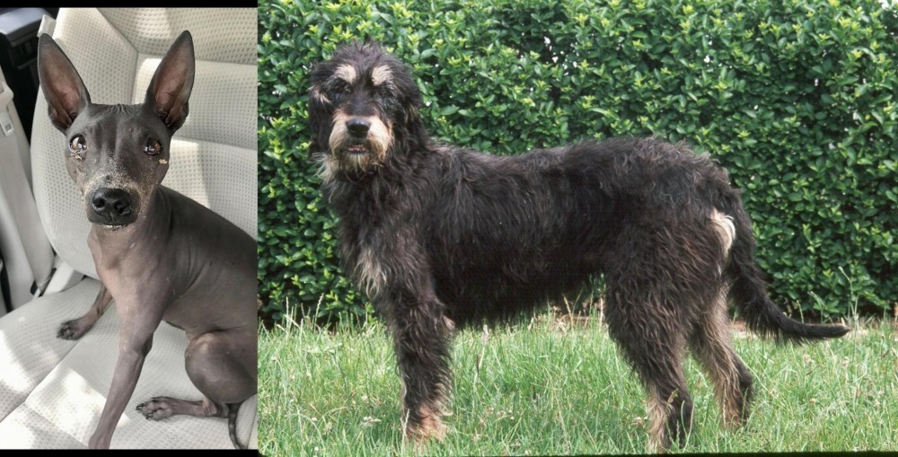 Griffon Nivernais vs American Hairless Terrier - Breed Comparison