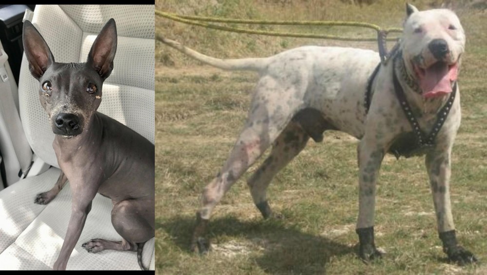 Gull Dong vs American Hairless Terrier - Breed Comparison