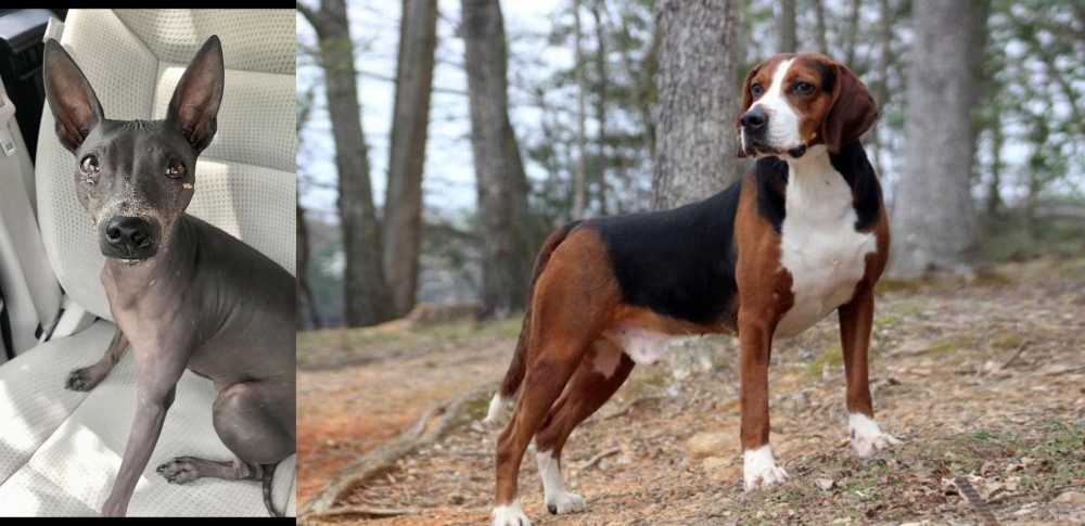 Hamiltonstovare vs American Hairless Terrier - Breed Comparison