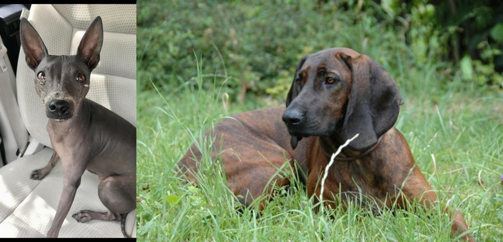 Hanover Hound vs American Hairless Terrier - Breed Comparison