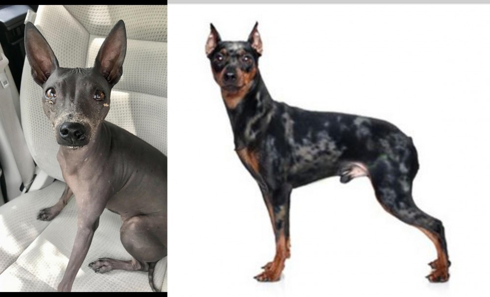 Harlequin Pinscher vs American Hairless Terrier - Breed Comparison