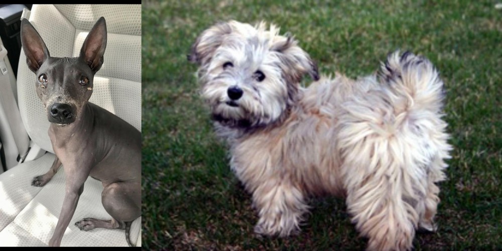 Havapoo vs American Hairless Terrier - Breed Comparison