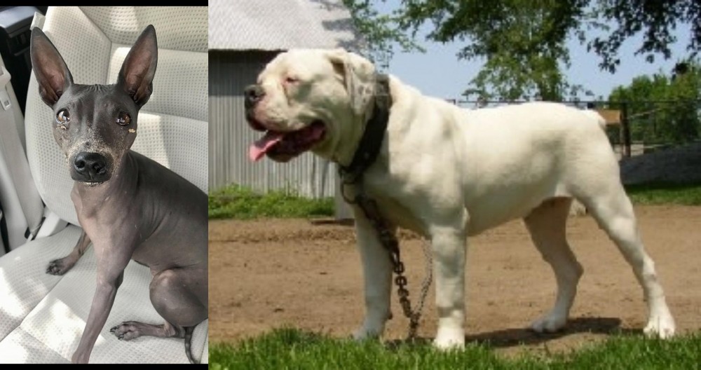 Hermes Bulldogge vs American Hairless Terrier - Breed Comparison