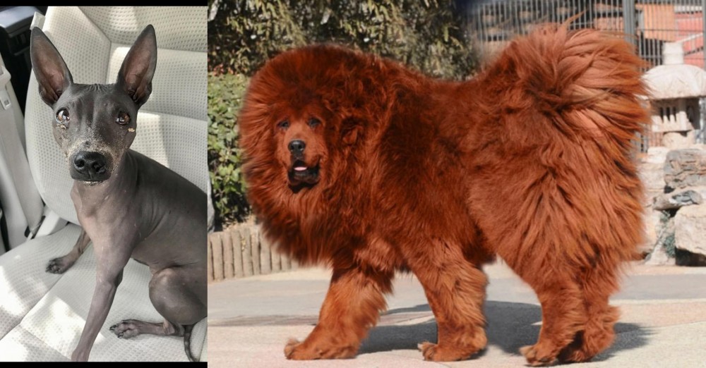 Himalayan Mastiff vs American Hairless Terrier - Breed Comparison