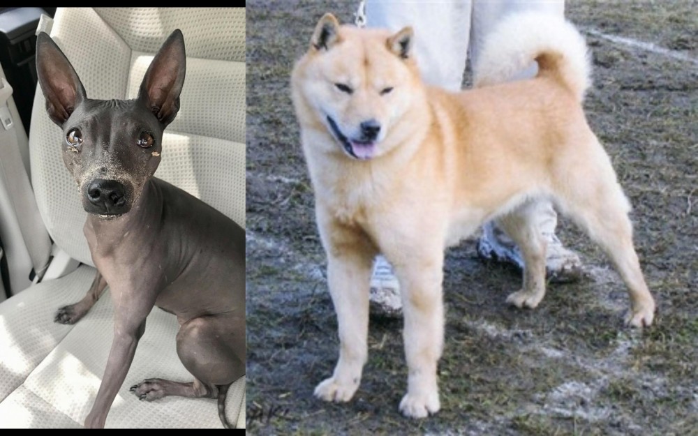 Hokkaido vs American Hairless Terrier - Breed Comparison