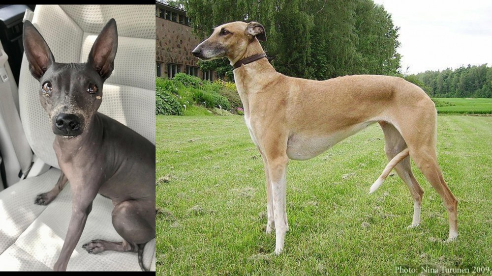 Hortaya Borzaya vs American Hairless Terrier - Breed Comparison