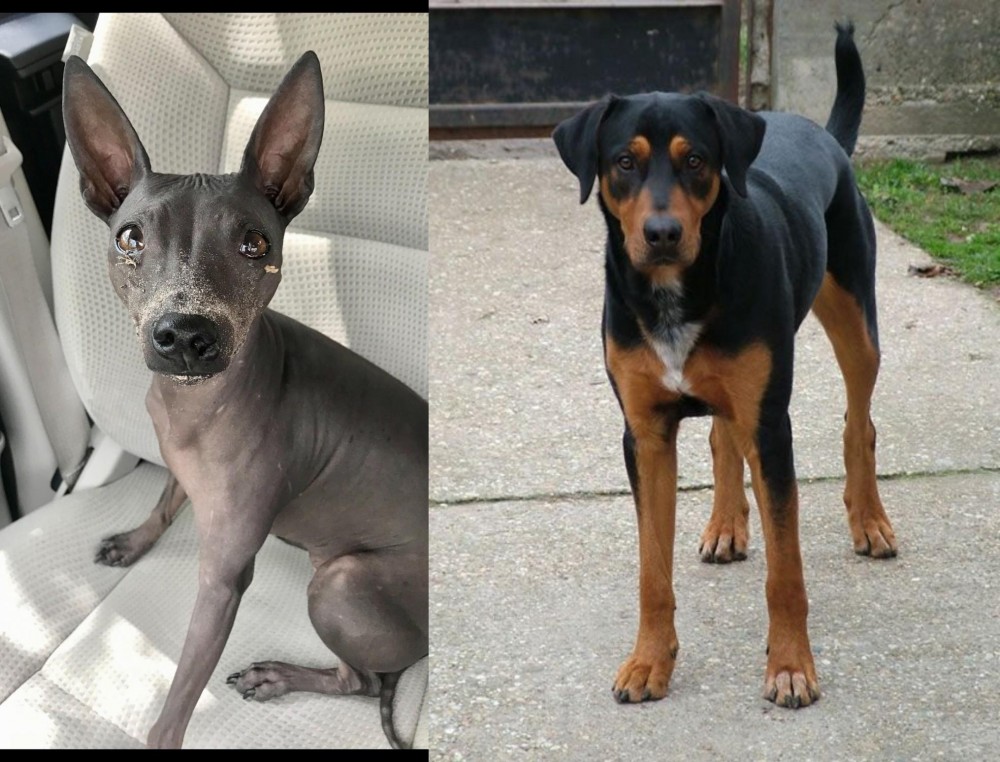 Hungarian Hound vs American Hairless Terrier - Breed Comparison