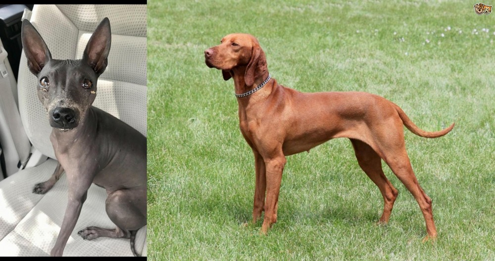 Hungarian Vizsla vs American Hairless Terrier - Breed Comparison