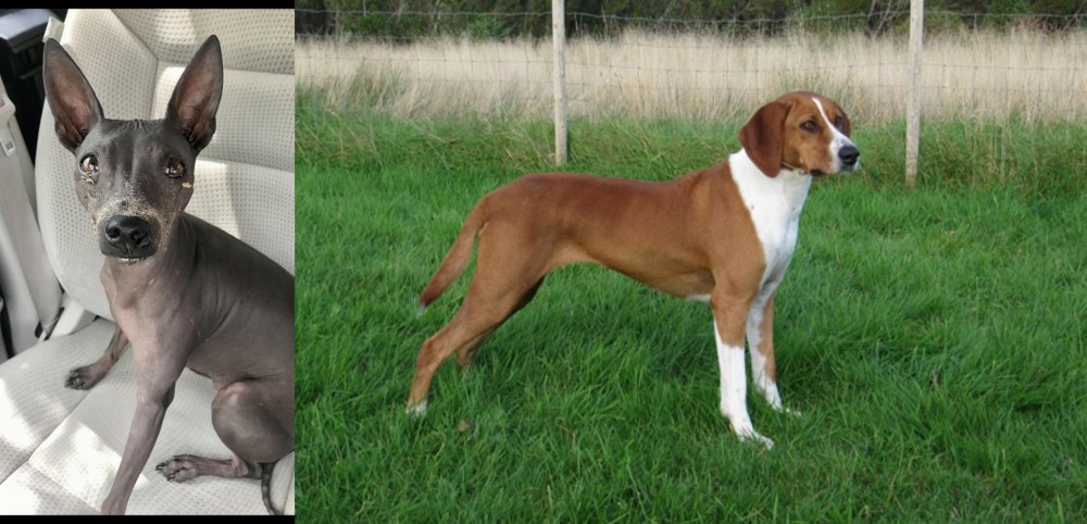 Hygenhund vs American Hairless Terrier - Breed Comparison